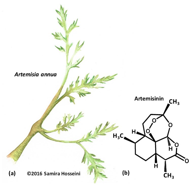 Fig-4-Artemisia-annua-plant-source-of-artemisinin
