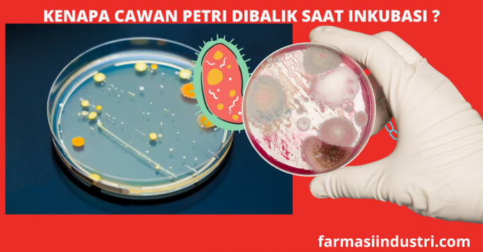 Cawan Petri dibalik saat inkubasi